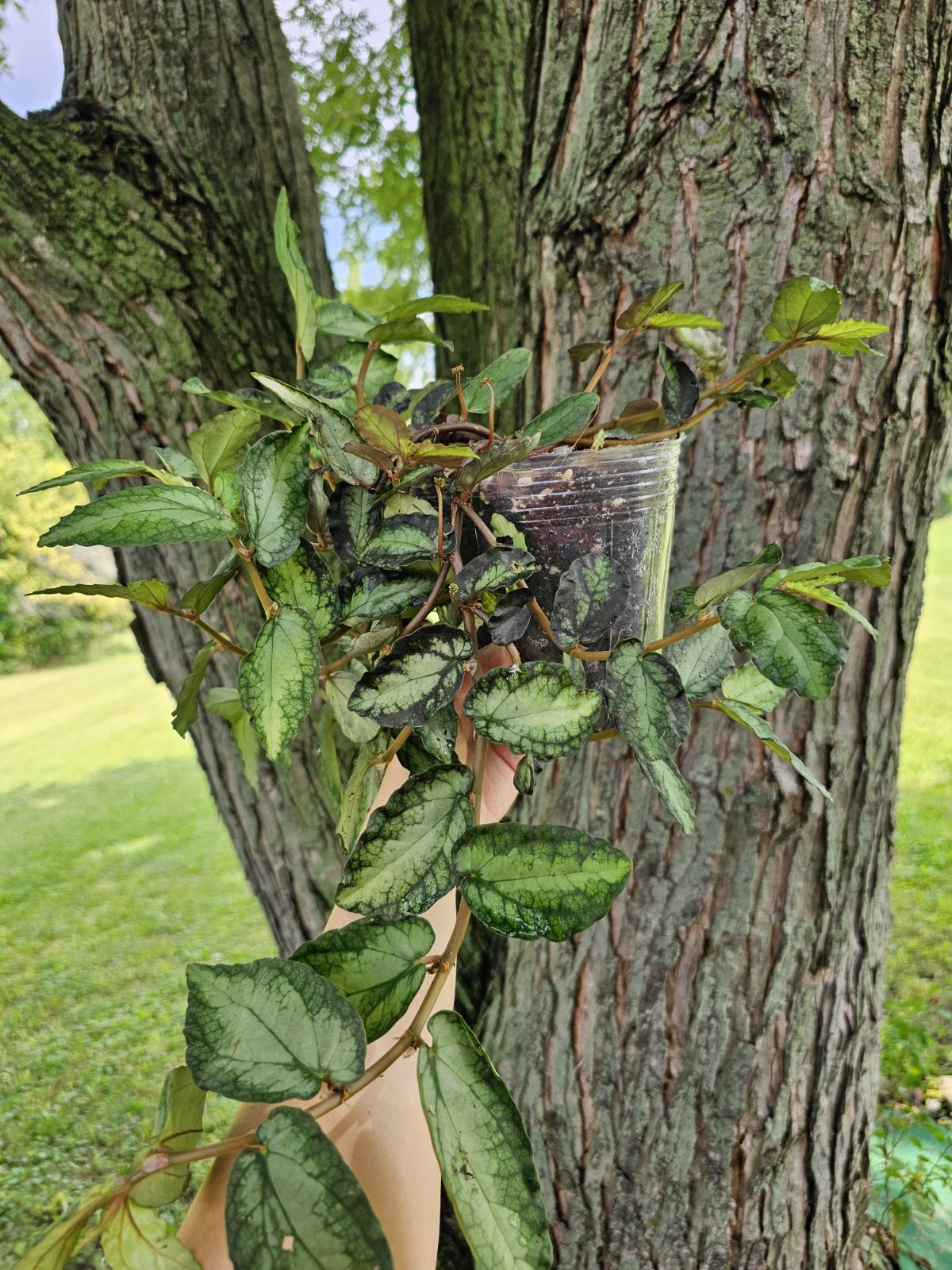 Trailing Watermelon Begonia