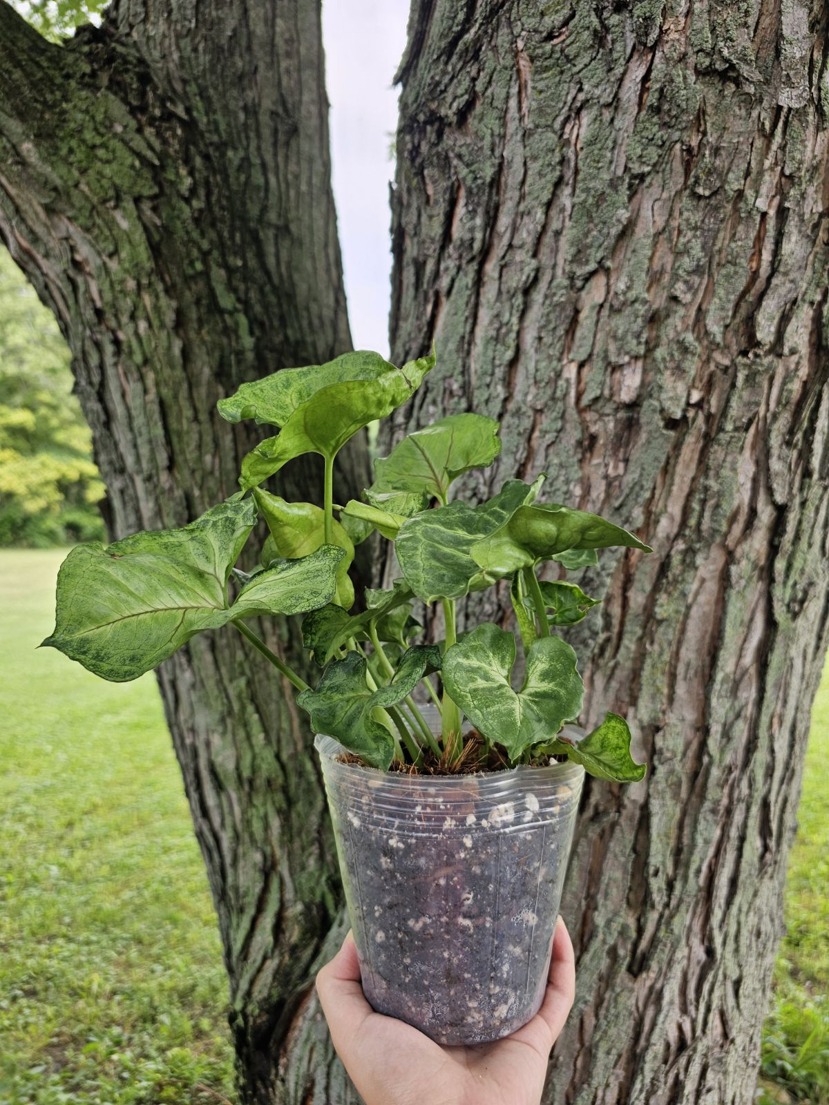 Syngonium Pink Allusion