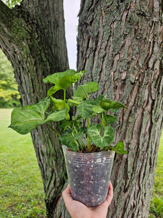 Syngonium Pink Allusion