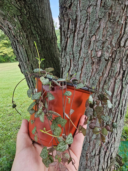 String of Hearts