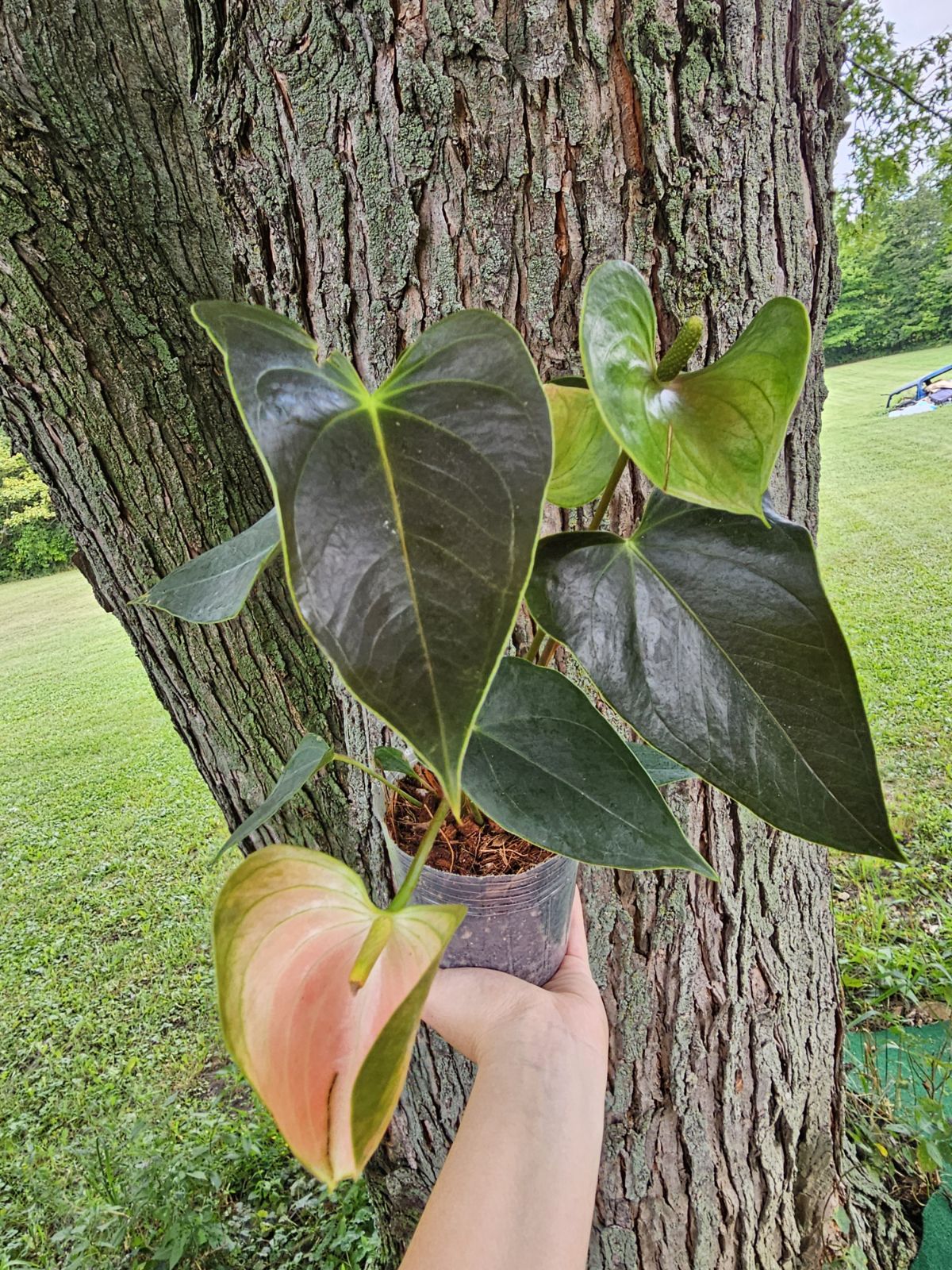 Pink Flamingo Anthurium