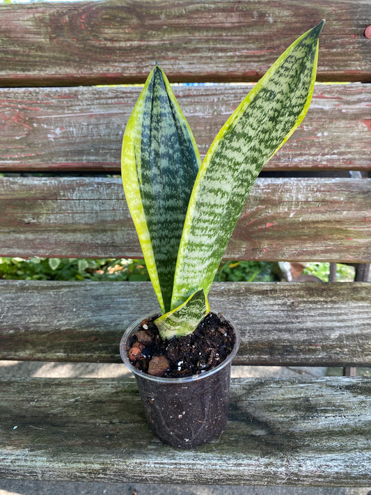 Sansevieria Superba