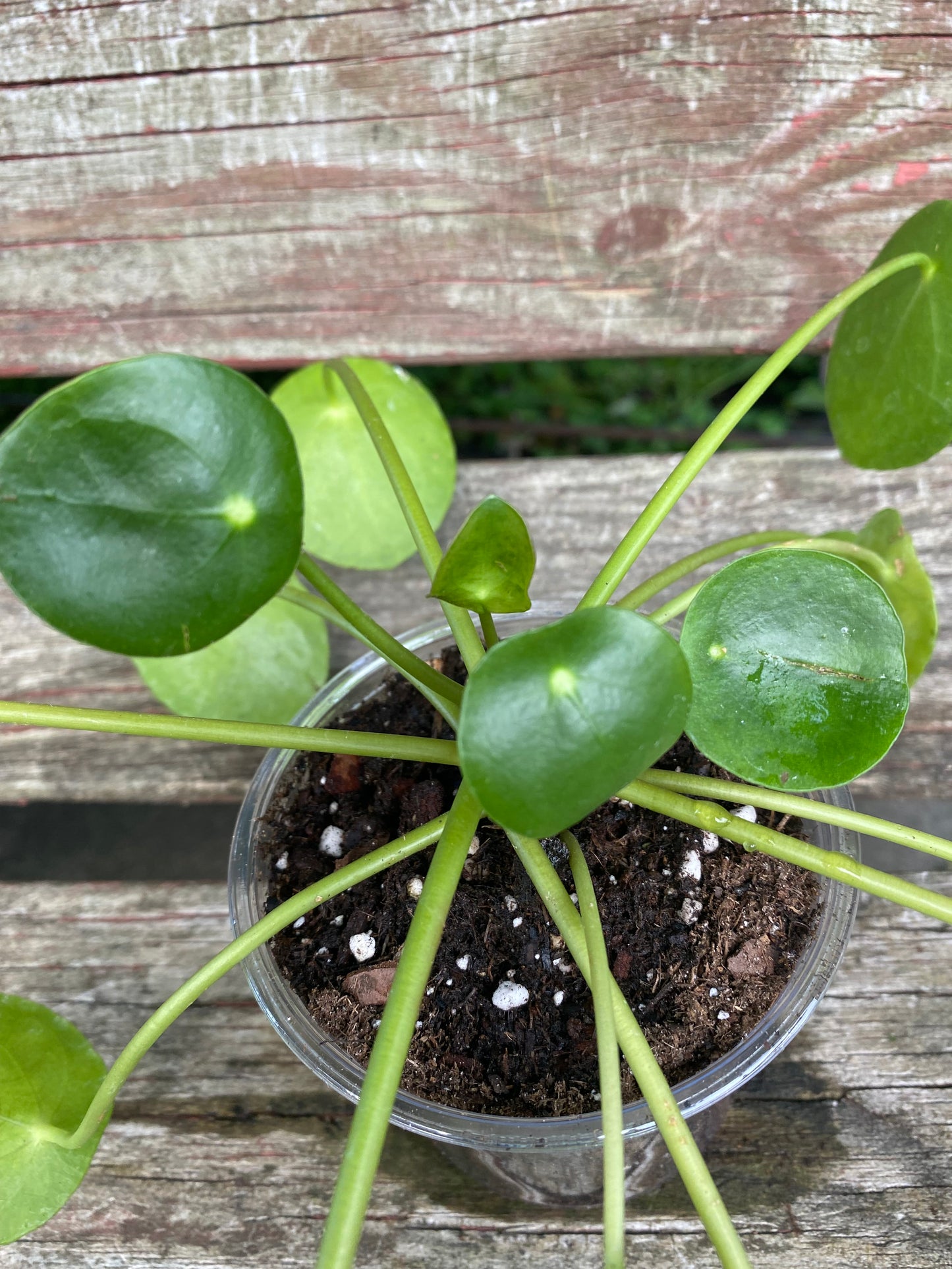 Chinese Money Plant