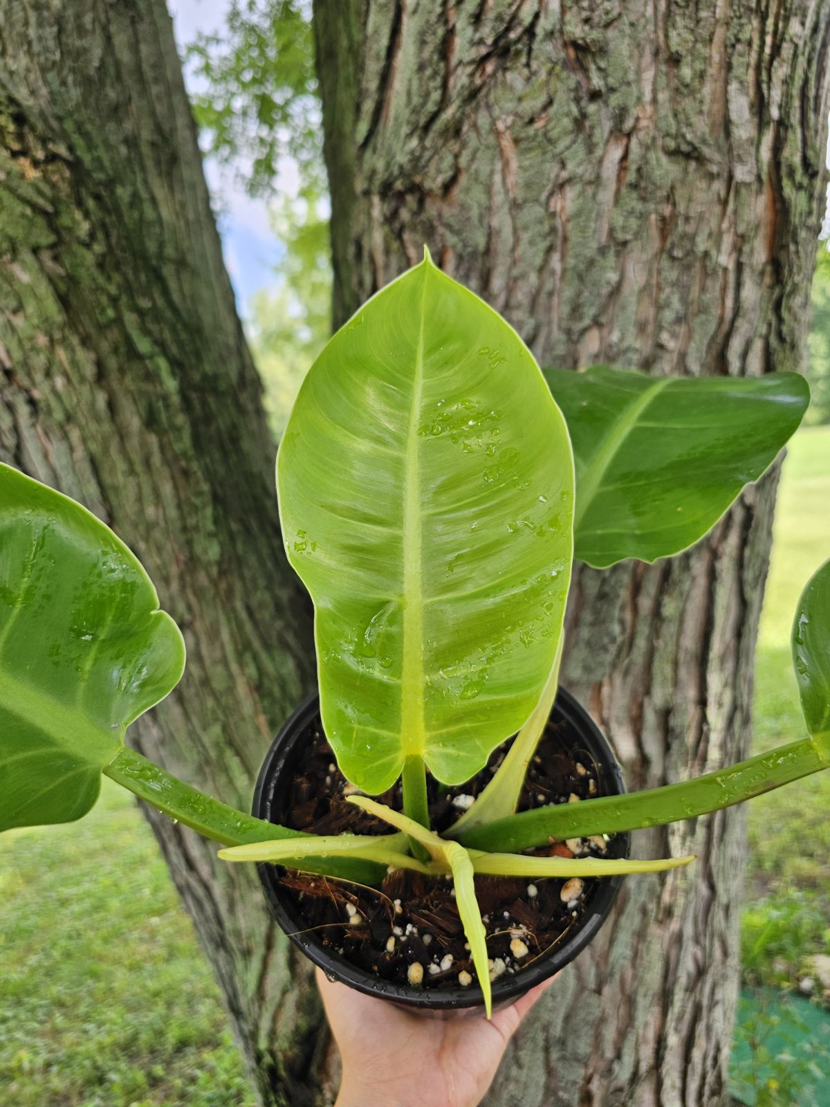 Philodendron Moonlight Bush