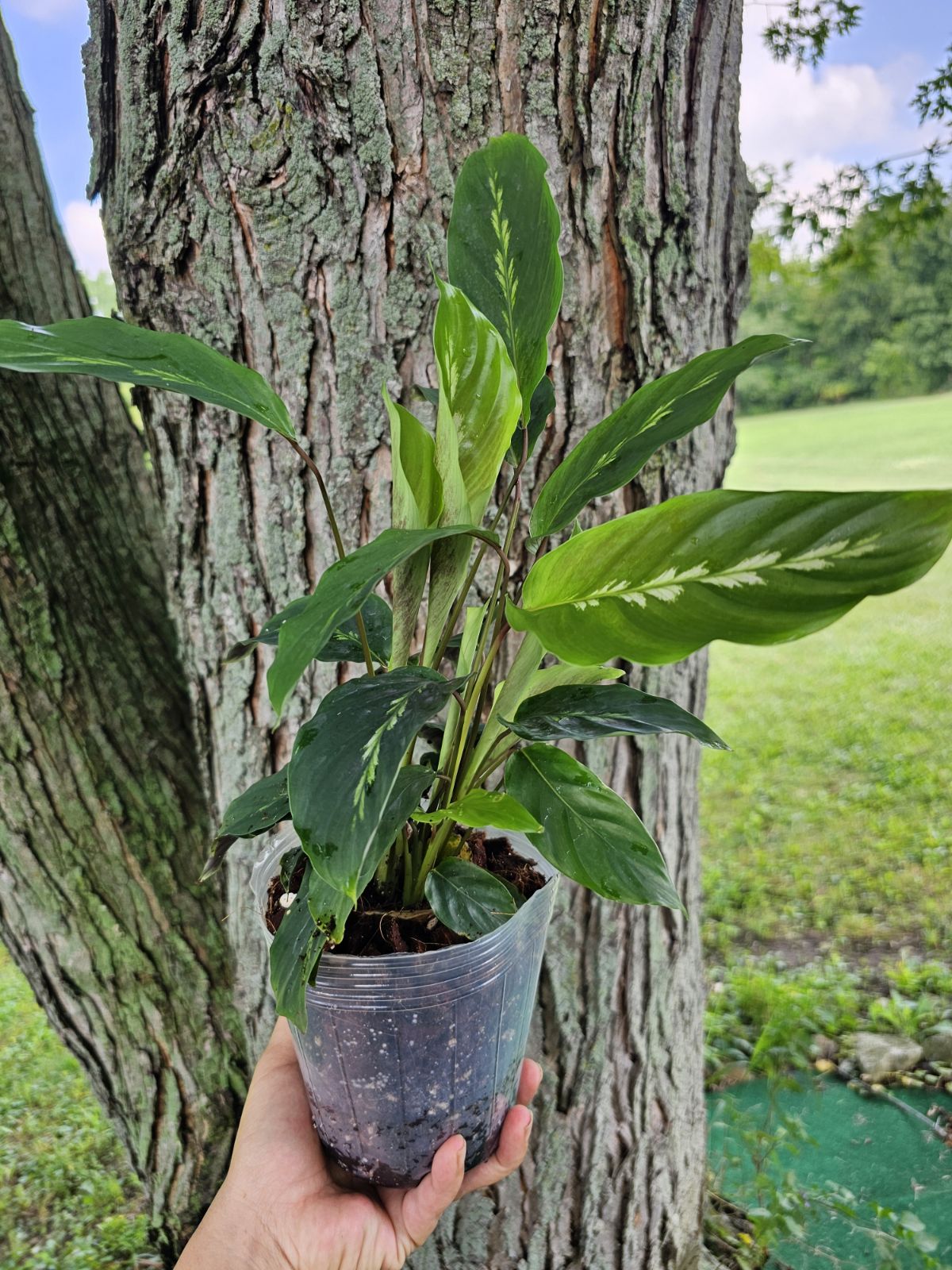 Calathea Maui