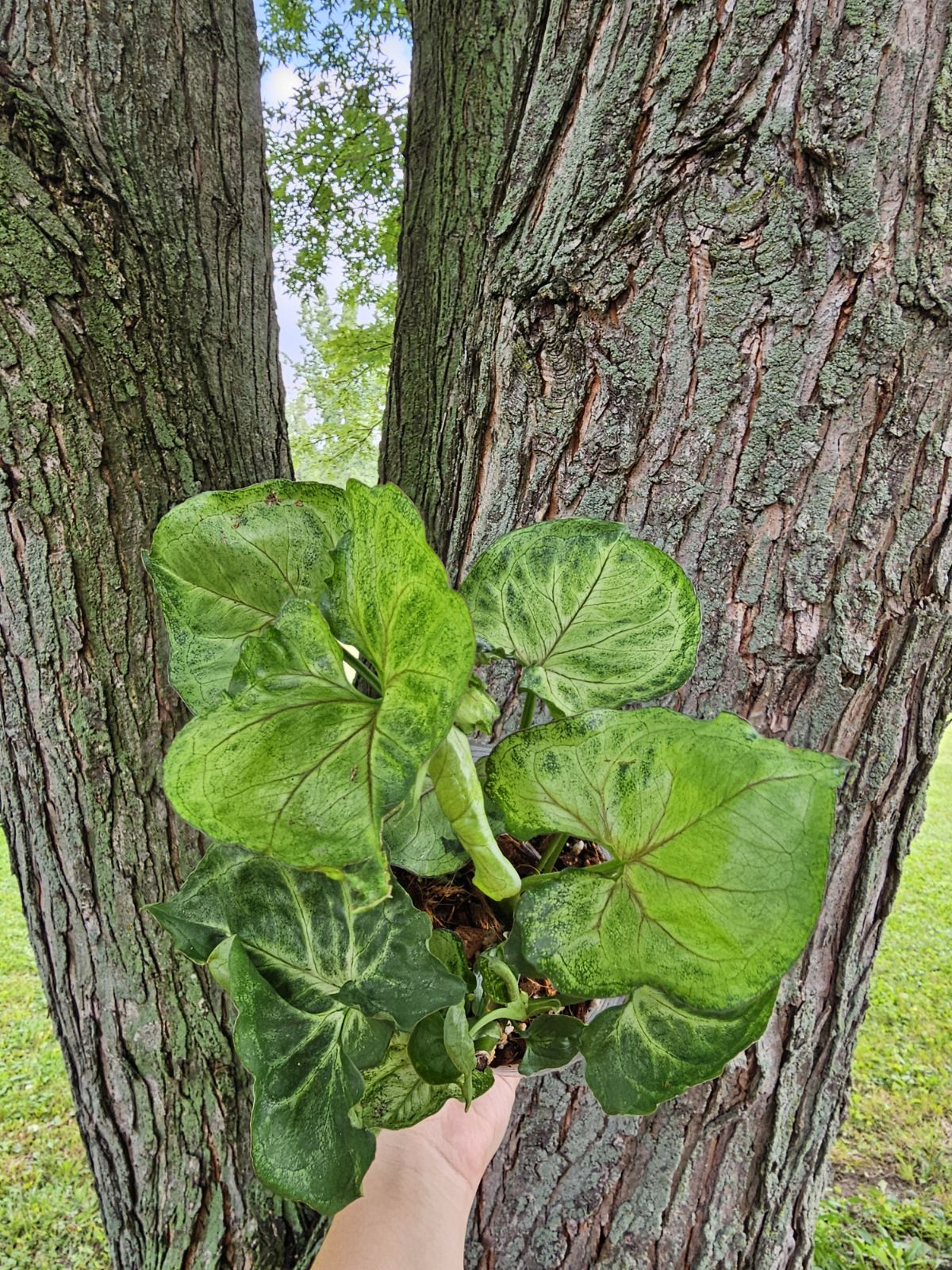 Syngonium Pink Allusion