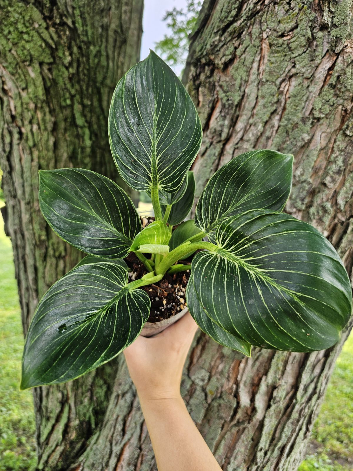 Philodendron Birkin