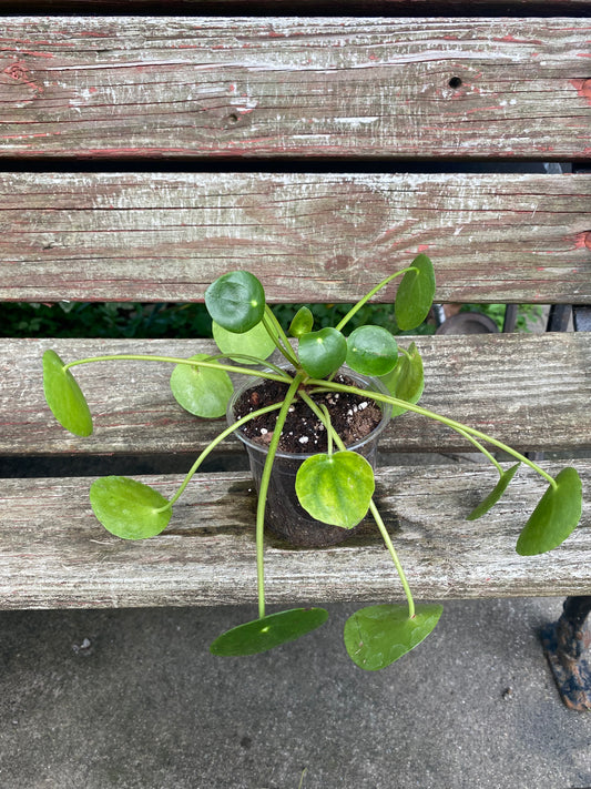 Chinese Money Plant