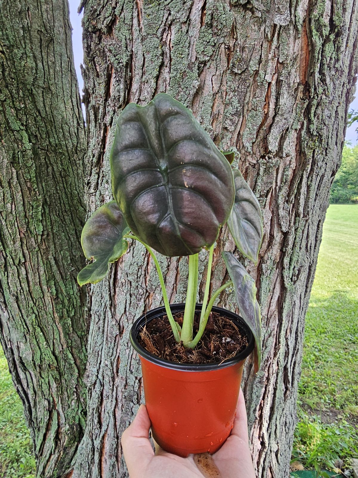 Alocasia Cuprea ‘Red Secret’