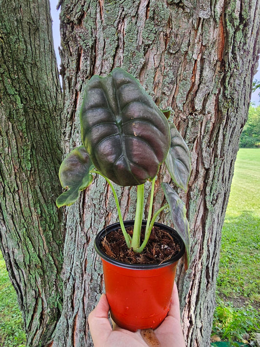 Alocasia Cuprea ‘Red Secret’