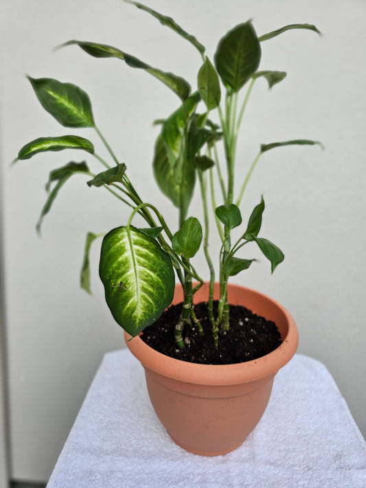 Dieffenbachia ‘Camille’