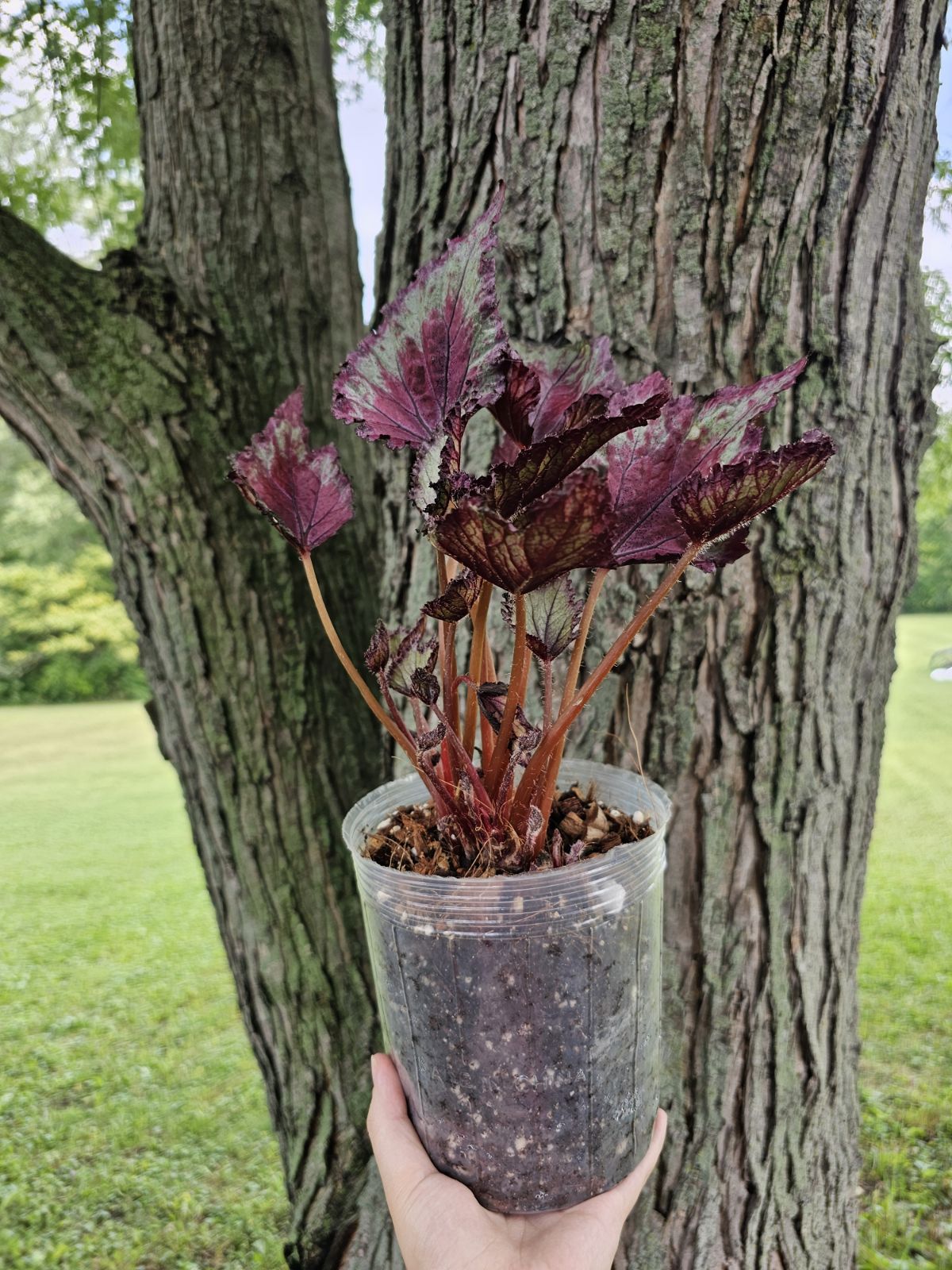 Begonia Rex ‘Jurassic Jr’