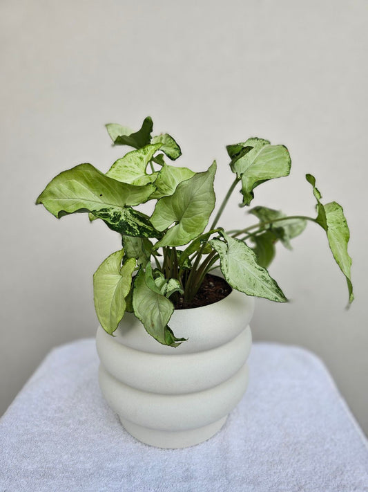 Syngonium ‘White Butterfly’