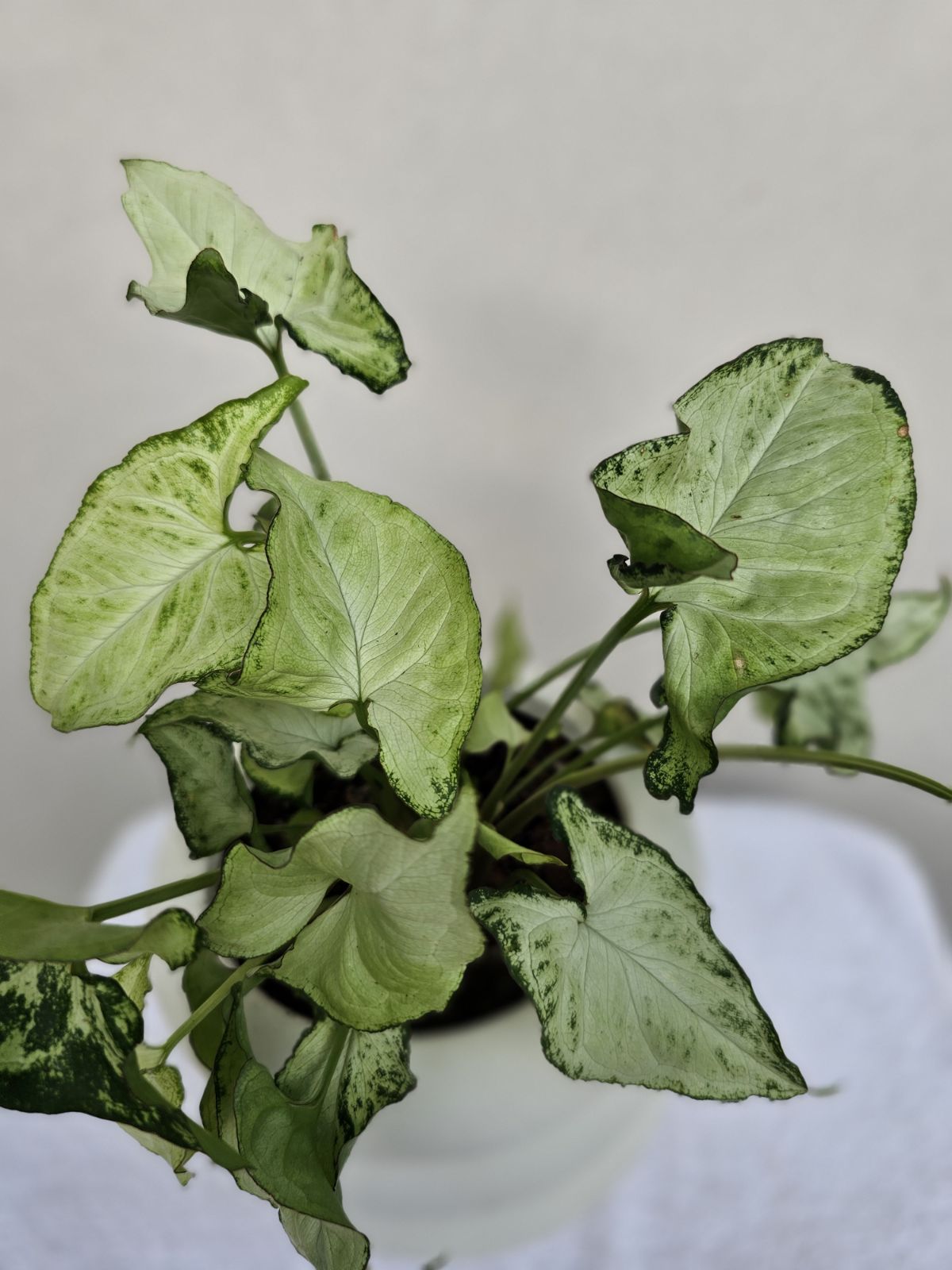 Syngonium ‘White Butterfly’