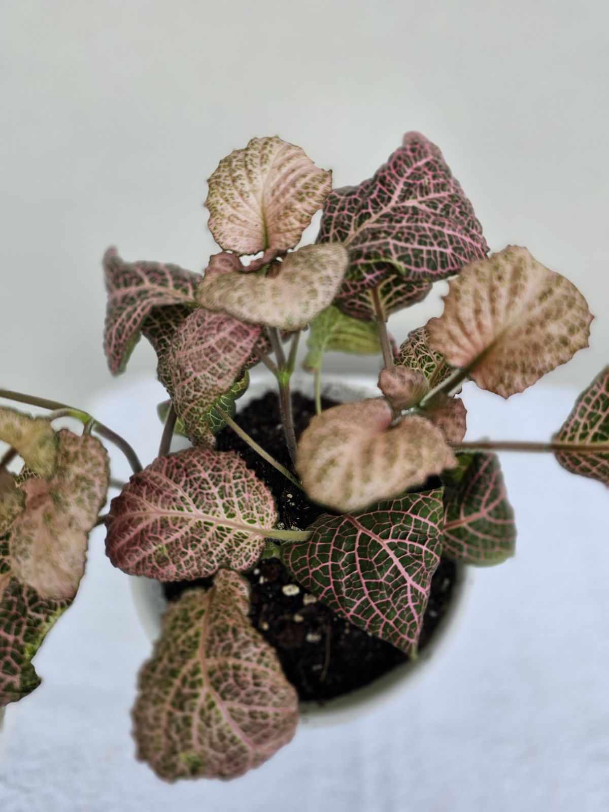 Pink Fittonia ‘Nerve Plant’