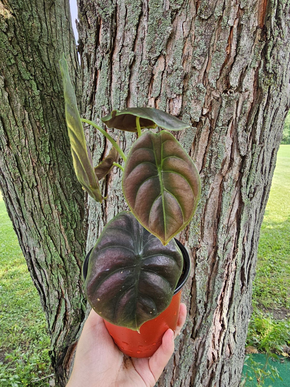 Alocasia Cuprea ‘Red Secret’