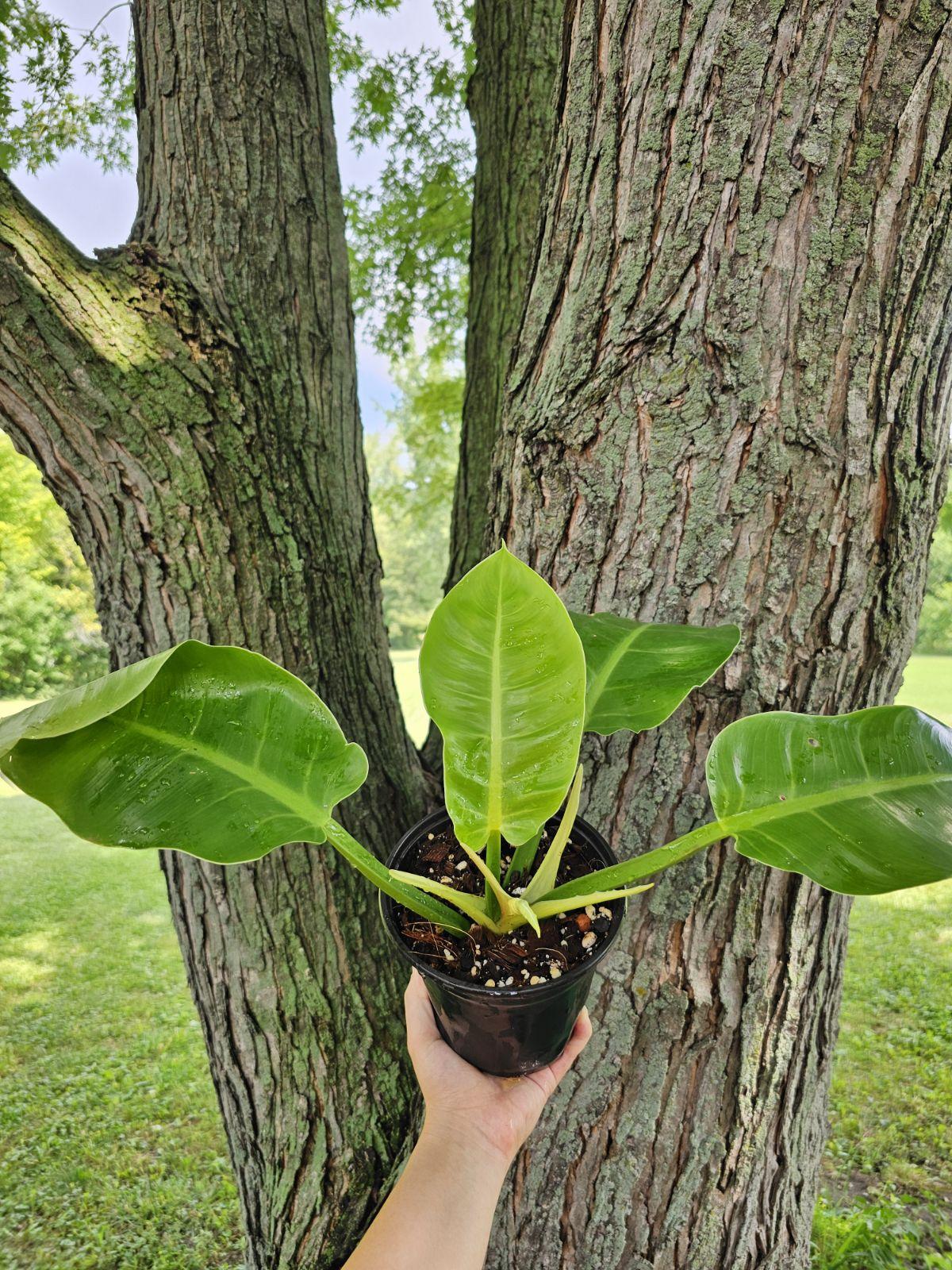 Philodendron Moonlight Bush