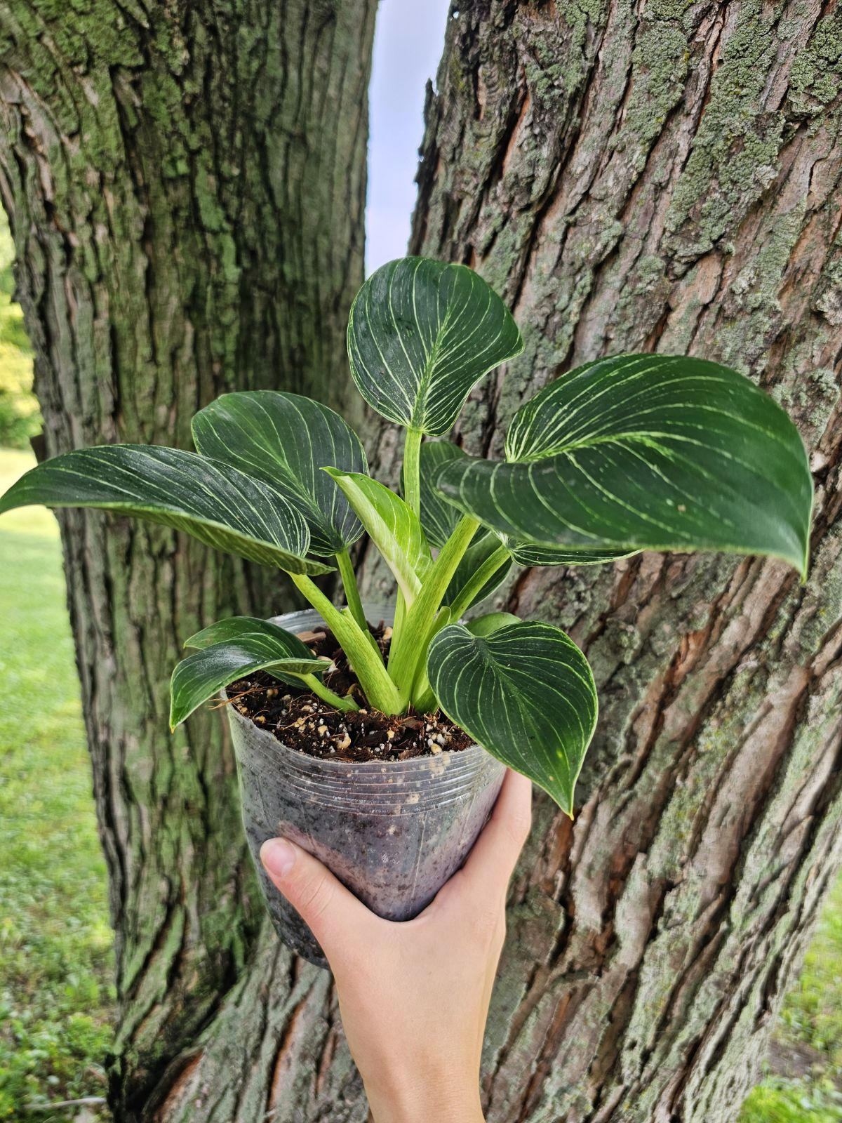 Philodendron Birkin