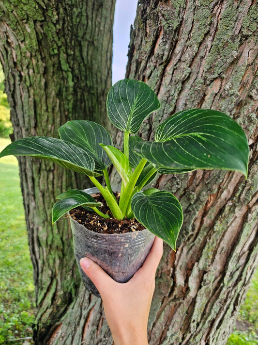 Philodendron Birkin