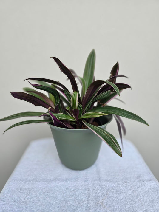 Tradescantia ‘Sunny Star’