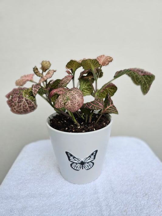 Pink Fittonia ‘Nerve Plant’