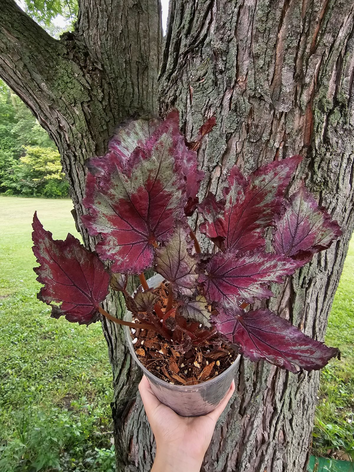 Begonia Rex ‘Jurassic Jr’