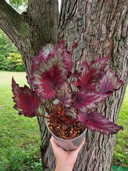 Begonia Rex ‘Jurassic Jr’