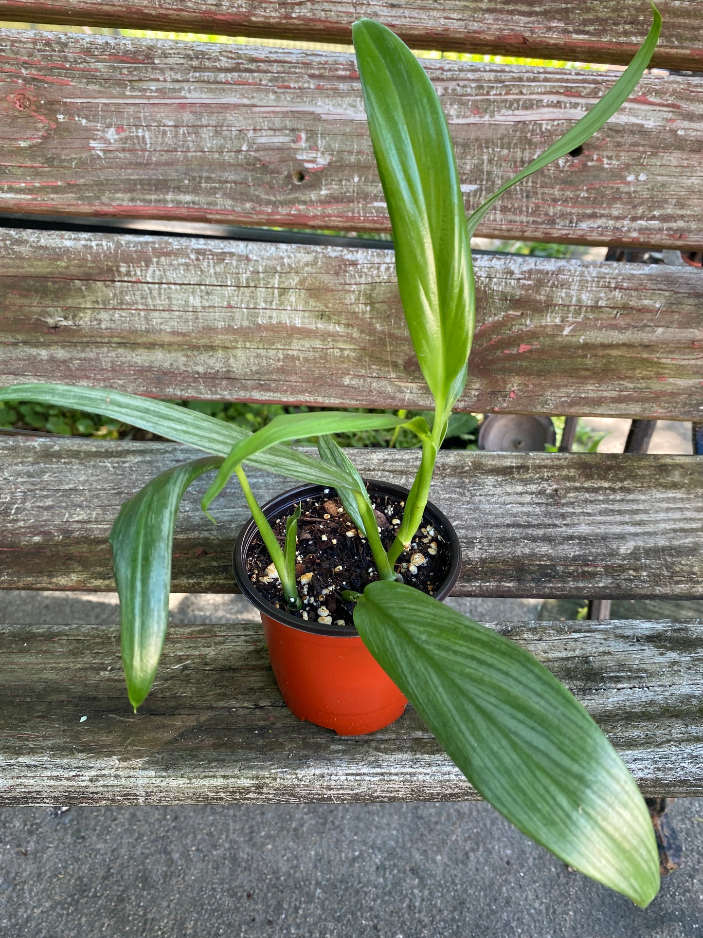 Silver Streak Pothos