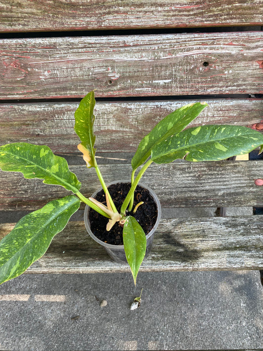 Ring of Fire Philodendron