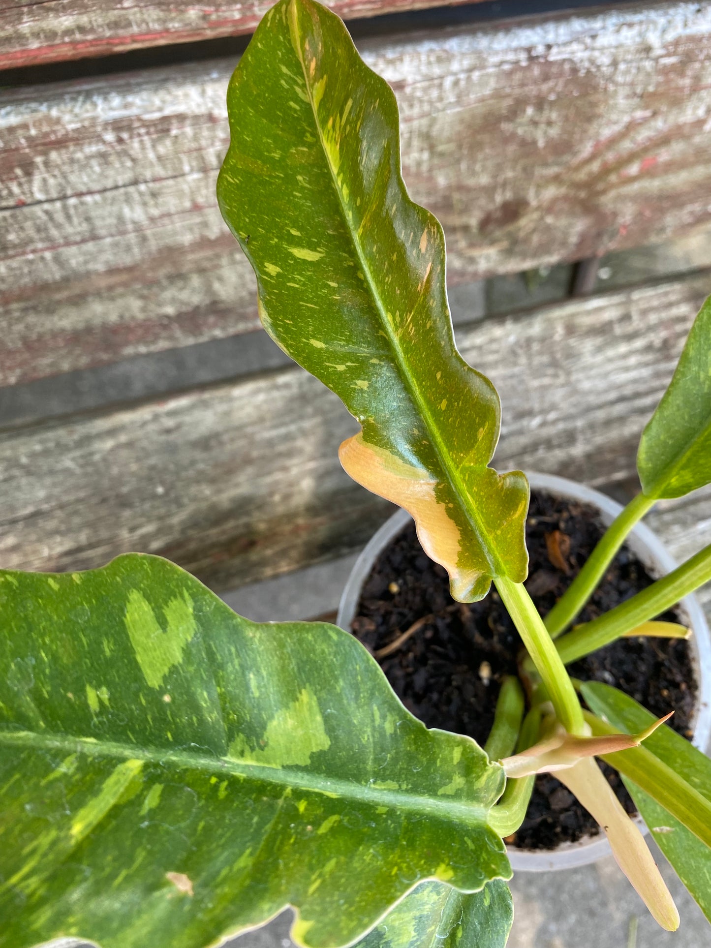 Ring of Fire Philodendron